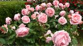 Hamamirai rose photo
