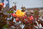 Desert Peace ™ rose photo