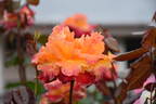 Desert Peace ™ rose photo