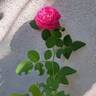 Cybelle ® rose photo