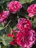 Scentimental ™ rose photo