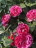 Scentimental ™ rose photo