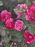 Scentimental ™ rose photo