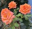 Caribbean ™ rose photo