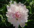 Monsieur Charles Lêveque peony photo