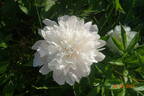 Monsieur Charles Lêveque peony photo