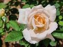 Jardins de Bagatelle® rose photo