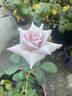Lady X rose photo