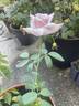 Lady X rose photo