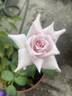 Lady X rose photo