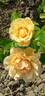 Easy Going ™ rose photo