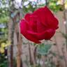 Le Grand Huit rose photo