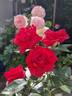 Grande Classe® rose photo