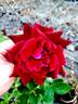 Night Time rose photo