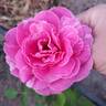 Candy Stripe rose photo