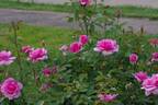 Earth Song rose photo