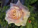 Athena rose photo