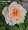 Better Times rose photo