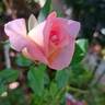 Parfum Royal rose photo