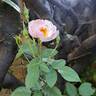 Scarborough Fair rose photo