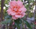 Botticelli ® rose photo