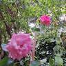 Parfum Royal rose photo