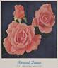 Apricot Queen rose photo