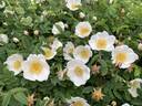 <i>Rosa pimpinellifolia</i> L. synonym rose photo