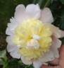 Kakoden peony photo