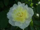 Kakoden peony photo