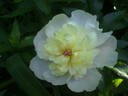 Kakoden peony photo