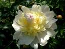 Kakoden peony photo