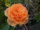 Schöne vom See rose photo