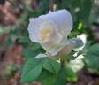 Boreale rose photo
