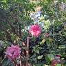 Parfum Royal rose photo