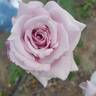 Lady X rose photo