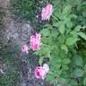Raspberry Cupcake ™ rose photo