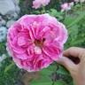 Raspberry Cupcake ™ rose photo