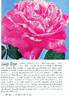 Candy Stripe rose photo