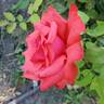 Dolly Parton rose photo