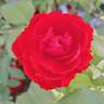 True Passion rose photo