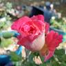 Cherries rose photo