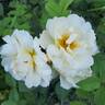 Topaz Jewel rose photo