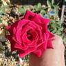 Night Time rose photo