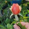 Victoriana rose photo