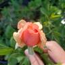 Victoriana rose photo