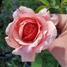 Victoriana rose photo