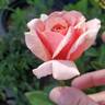 Victoriana rose photo
