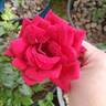 Mirandy rose photo