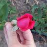Mirandy rose photo